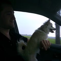Samen met het baasje autorijden:)