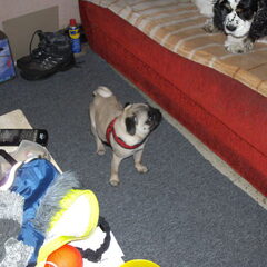 hier was ze aan het spelen met ons laddy