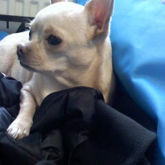 Lieve Pebbles!