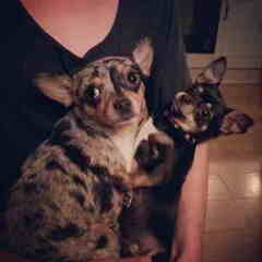 boo en haar lieve vriendinnetje bambi