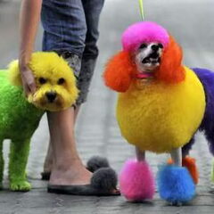 Chinezen houden van felle kleuren... óók voor hun honden!