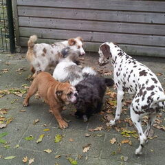 Tibo op de hondenschool. Hier mogen ze even samen spelen…