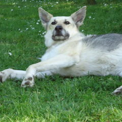 Hier is ze dan :) Tyana! Heb haar uit het asiel gehaald als…