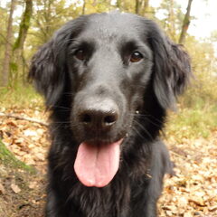 Quintje