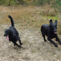 Lekker rennen!!!!!!!!! Quint en Bo