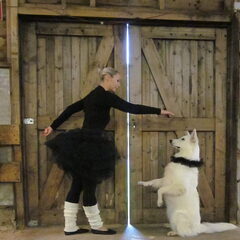 en wij zijn gek op dog dance