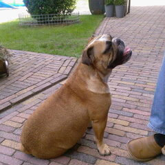 Dit is Britt een bul we hebben haar op nieuwjaarsdag 2008…