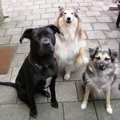 Dit zijn onze, Boerboel-kruising-mastiff, schotse collie…