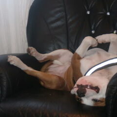 bruce