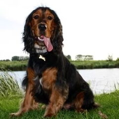 Tyco 1jaar een cocker die zot is van zand en water een…