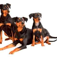 Jay-Dee (4 jaar), Hugo (5 jaar), Mandy (11 weken).