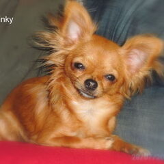 pinky, teefje 1,9 kg,superkarakter