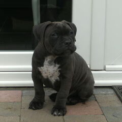 diesel 8 weken