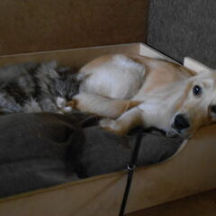 Tara en pietje