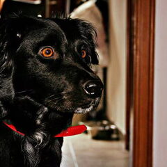 Yara de borador (: