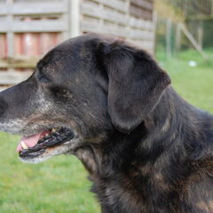Onze oude rakker Scruffy.