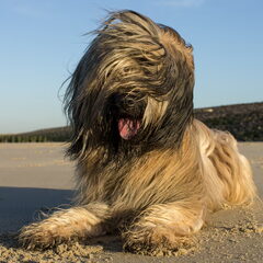 Babbus op het strand