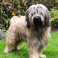 Babbus