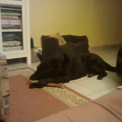 Zara in the house!