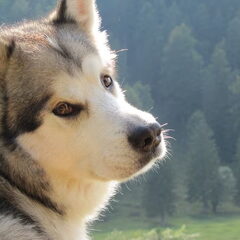 Thorsten, men malamute-reu van bijna vier jaartjes...een…
