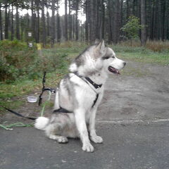 Thorsten