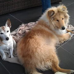 Dit zijn mijn 2 overleden hondjes: links Nicky 13 jr en…