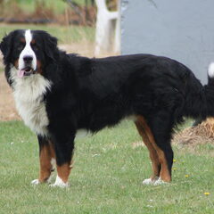 Toen we een keuze moesten maken tussen al die puppy's bleek…