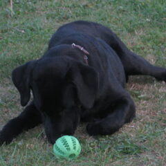 26/08/2009 aan't spelen :-)