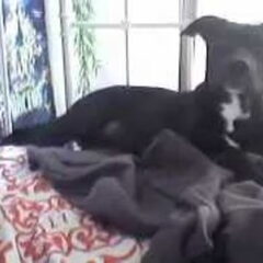 dit is ginger op mijn bed lief is dat kopje he