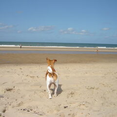 Augustus 2009: Lekker aan het strand in Zeeland op de…