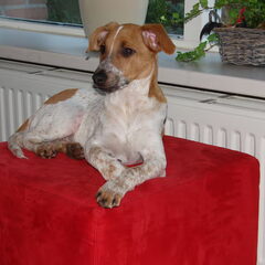buddy op poof