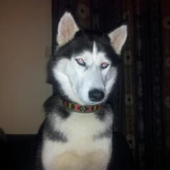 my knappe meid