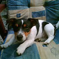 DIT IS CHANEL ZE IS 55 DAGEN ZWANGER