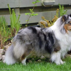 Abby (Yin-dee Abby Special Princess) - Shetland Sheepdog
