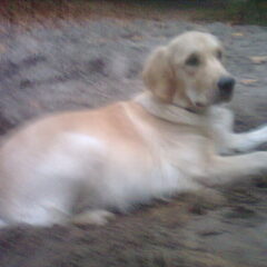 gek op zand