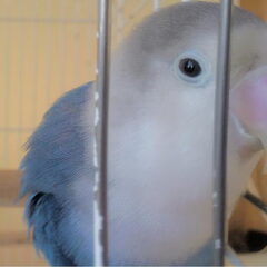 Rasti mijn lovebird - Kimba's vriendinnetje