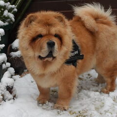 lekker spelen in de sneeuw!! :D
