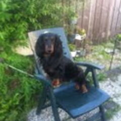 Rocky klimt graag op stoelen want dan ziet hij alles beter.