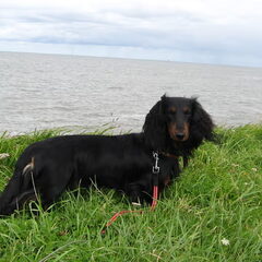Rocky op de afsluitdijk.