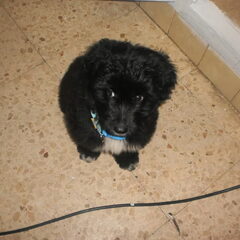 bono is lief