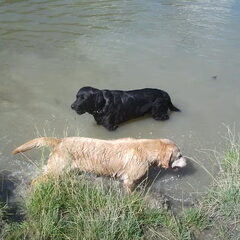Hier spelen ze lekker in het water. uren kunnen ze door…