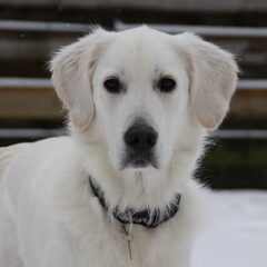 Tristan. Dec '12