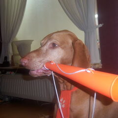 Csoki is voor Oranje!