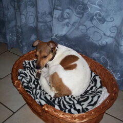dit is layla een borenfox een hele lieve meid met…