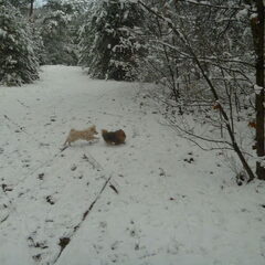 eerste keer sneeuw samen met snowy