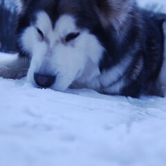 Jani snuffelt in de sneeuw