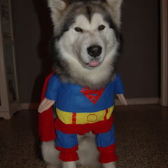 Jani in een supermankostuum.