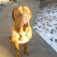 onze bordeauxdog (balou 2jaar) onze vriend heeft al veel…