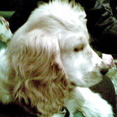 mijn cocker spaniel geweest ( door een stuk gelopen relatie…