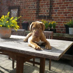 onze Balou als pupje deze foto hebben we laten afdrukken op…